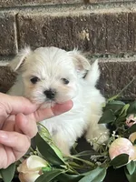 Pebbles Tiny Maltese Female Puppy, a female Maltese for sale in Niles, MI – 7 of 9