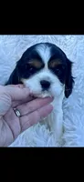 AKC Spotty Cavalier King Charles, a male Cavalier King Charles Spaniel for sale in Niles, MI – 2 of 7