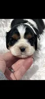 AKC Spotty Cavalier King Charles, a male Cavalier King Charles Spaniel for sale in Niles, MI – 6 of 7
