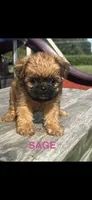 Sage Brussels Griffon Puppy, a female Brussels Griffon for sale in Niles, MI – 2 of 4