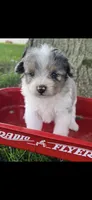 Blue Tiny Pomapoo Male Puppy , a male Pomapoo for sale in Niles, MI – 3 of 4