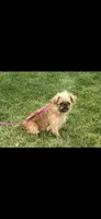 Sage Brussels Griffon Puppy, a female Brussels Griffon for sale in Niles, MI – 4 of 4