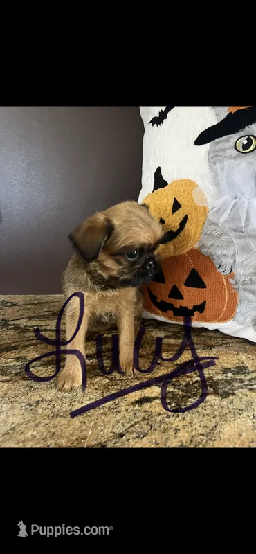 AKC Lucy Female Brussels Griffon – Brussels Griffon puppy for sale in Niles, MI