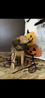 AKC Lucy Female Brussels Griffon, a female Brussels Griffon for sale in Niles, MI – 1 of 6