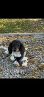AKC Noodle Female Mini Dachshund Puppy, a female Miniature Dachshund for sale in Niles, MI – 5 of 6