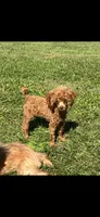 Tiny Bitsy AKC Toy Poodle Female Puppy, a female Poodle - Toy  for sale in Niles, MI – 2 of 6