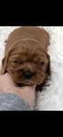 AKC Wesley Cavalier King Charles, a male Cavalier King Charles Spaniel for sale in Niles, MI – 5 of 7