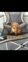 Arthur Ruby Cavapoo Puppy, a male Cavapoo for sale in Niles, MI – 3 of 5