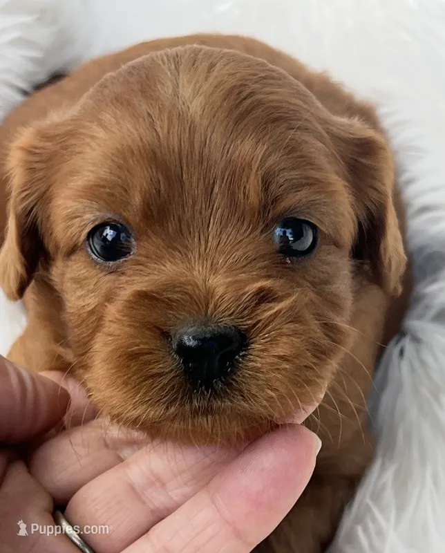 Abby Ruby Cavapoo Puppy – Cavapoo puppy for sale in Niles, MI
