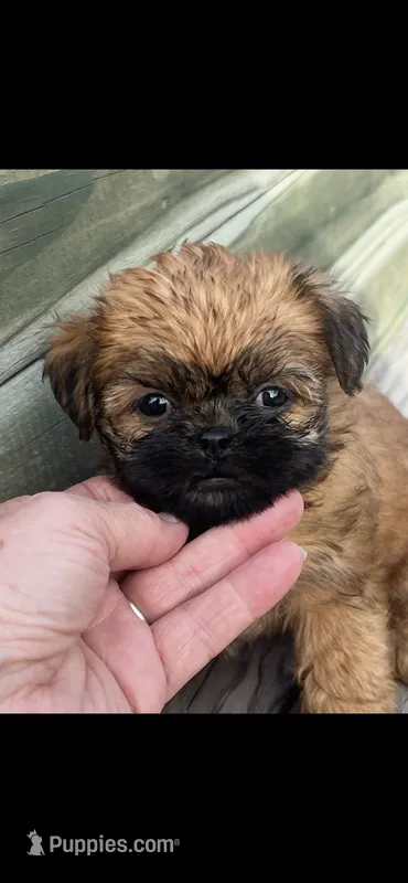 Gucci Brussels Griffon Puppy – Brussels Griffon puppy for sale in Niles, MI