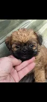 Sage Brussels Griffon Puppy, a female Brussels Griffon for sale in Niles, MI – 1 of 4