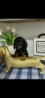 AKC Cole Miniature Dachshund Male Puppy, a male Miniature Dachshund for sale in Niles, MI – 2 of 4