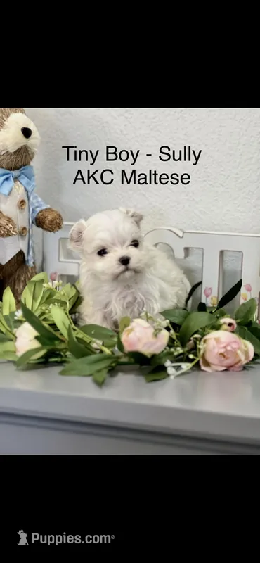 AKC Tiny Sully Boy Maltese  – Maltese puppy for sale in Niles, MI