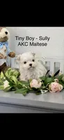 AKC Tiny Sully Boy Maltese , a male Maltese for sale in Niles, MI – Photo 1 of 5