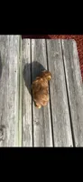 Sage Brussels Griffon Puppy, a female Brussels Griffon for sale in Niles, MI – 3 of 4