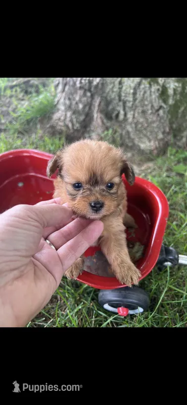 Lucy Little Female Pomapoo – Pomapoo puppy for sale in Niles, MI