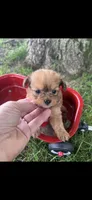 Lucy Little Female Pomapoo, a female Pomapoo for sale in Niles, MI – 1 of 4