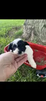 Ethel Little Female Pomapoo Puppy, a female Pomapoo for sale in Niles, MI – 2 of 4