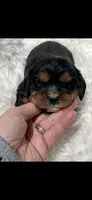 AKC Riley Cavalier King Charles, a male Cavalier King Charles Spaniel for sale in Niles, MI – 5 of 7