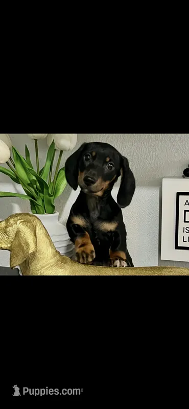 AKC Cole Miniature Dachshund Male Puppy – Miniature Dachshund puppy for sale in Niles, MI