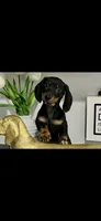 AKC Cole Miniature Dachshund Male Puppy, a male Miniature Dachshund for sale in Niles, MI – 1 of 4