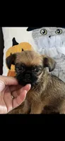 AKC Lucy Female Brussels Griffon, a female Brussels Griffon for sale in Niles, MI – 3 of 6