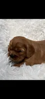 AKC Wesley Cavalier King Charles, a male Cavalier King Charles Spaniel for sale in Niles, MI – 4 of 7