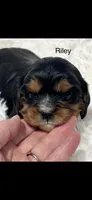 AKC Riley Cavalier King Charles, a male Cavalier King Charles Spaniel for sale in Niles, MI – 6 of 7