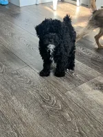 AKC Stevo Toy Poodle, a male Poodle - Toy  for sale in Niles, MI – 3 of 4