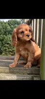 AKC Suzy - Q, a female Cavalier King Charles Spaniel for sale in Niles, MI – 4 of 5