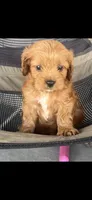 Arthur Ruby Cavapoo Puppy, a male Cavapoo for sale in Niles, MI – 5 of 5
