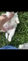 Ethel Little Female Pomapoo Puppy, a female Pomapoo for sale in Niles, MI – 3 of 4