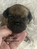 Tiny AKC Doc Brussels Griffon, a male Brussels Griffon for sale in Niles, MI – 6 of 6