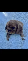 AKC Wesley Cavalier King Charles, a male Cavalier King Charles Spaniel for sale in Niles, MI – 3 of 7