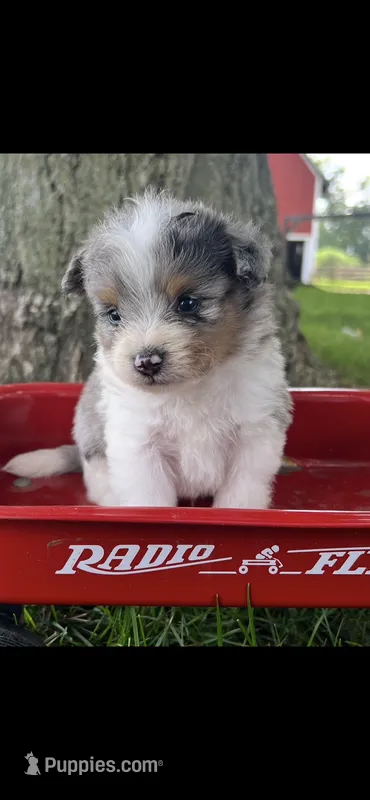 Blue Tiny Pomapoo Male Puppy  – Pomapoo puppy for sale in Niles, MI