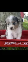 Blue Tiny Pomapoo Male Puppy , a male Pomapoo for sale in Niles, MI – 1 of 4