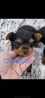 Chase & Charlie, a male Yorkshire Terrier for sale in Niles, MI – Photo 2 of 4