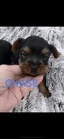 Chase & Charlie, a male Yorkshire Terrier for sale in Niles, MI – Photo 3 of 4