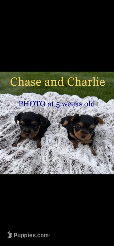 Chase & Charlie, a male Yorkshire Terrier for sale in Niles, MI – Photo 1 of 4
