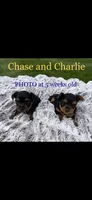 Chase & Charlie, a male Yorkshire Terrier for sale in Niles, MI – Photo 1 of 4