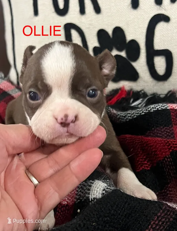 AKC Ollie