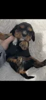 AKC Riley Cavalier King Charles, a male Cavalier King Charles Spaniel for sale in Niles, MI – 3 of 7