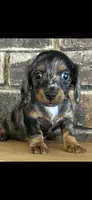 AKC Shelly Blue Miniature Dachshund Female Puppy, a female Miniature Dachshund for sale in Niles, MI – 3 of 9