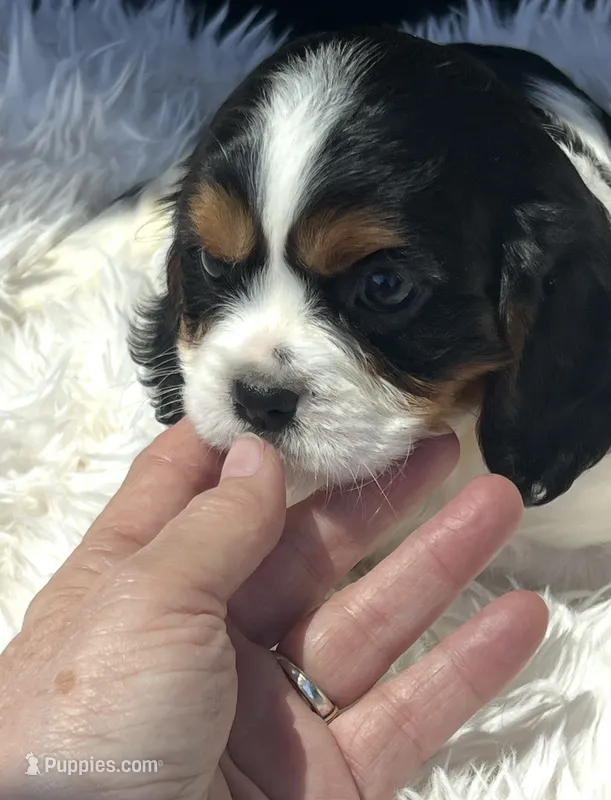 AKC Spotty Cavalier King Charles – Cavalier King Charles Spaniel puppy for sale in Niles, MI