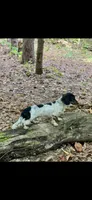 AKC Shelly Blue Miniature Dachshund Female Puppy, a female Miniature Dachshund for sale in Niles, MI – 9 of 9