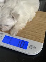 Pebbles Tiny Maltese Female Puppy, a female Maltese for sale in Niles, MI – 4 of 9