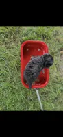 Gucci Little Female Pomapoo , a female Pomapoo for sale in Niles, MI – 3 of 4