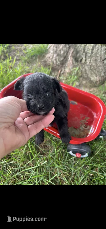 Half Pint Little Male Pomapoo Puppy – Pomapoo puppy for sale in Niles, MI