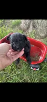 Half Pint Little Male Pomapoo Puppy, a male Pomapoo for sale in Niles, MI – 1 of 4