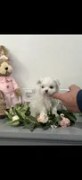 AKC Little Sugar Girl Maltese , a female Maltese for sale in Niles, MI – Photo 5 of 7